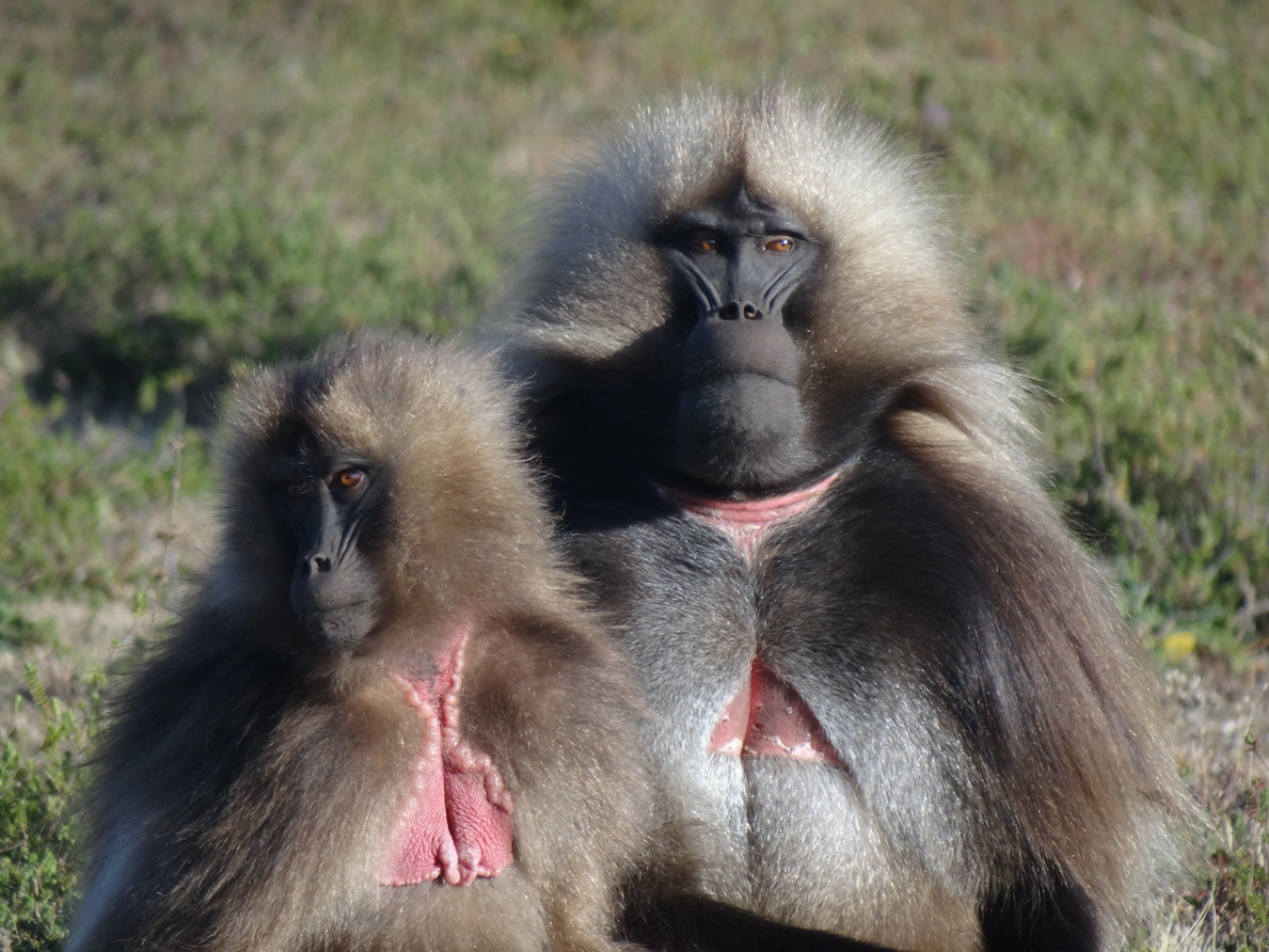 Babouins Gelada