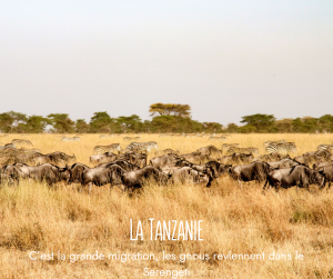 Grande Migration dans le Serengeti
